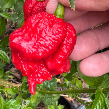 Primo Lucifer XL - Seeds - The Pepper Pantry (Formerly Marie Sharp's)